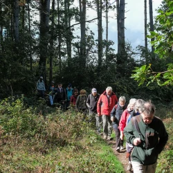 Une file de marcheurs sort d'un bois de conifères et est éclairée par le soleil