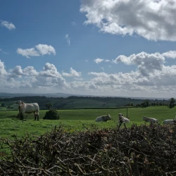 Des vaches dans un pré verdoyant sous le soleil. Au loin un paysage vallonné, au 1er plan le haut d'une haie.