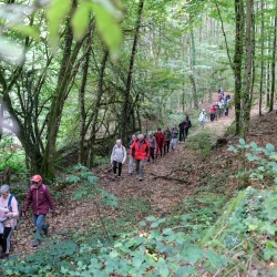 Une file de randonneurs sur un chemin dans un bois de feuillus