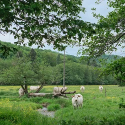 Des vaches au milieu d'un pré dont certaines regardent vers nous. Un ruisseau coule au milieu, on aperçoit un poteau de ligne électrique, et de la forêt en arrière plan