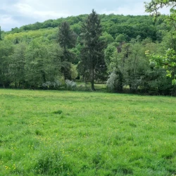 Prairie verte et jaune de fleurs, en arrière plan une lisière d'arbres et une forêt au loin.