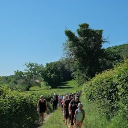 Une colonne de marcheurs sur un chemin entre 2 haies hautes, un peu plus loin des arbres le long du chemin, en arrière plan une forêt et quelques habitations