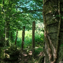 Une clôture de pré, on distingue des grosses pierres au sol, une zone à l'ombre à gauche, le pré au soleil à droite, et au 1er plan un tronc d'arbre avec les traces horizontales de barbelés dans l'écorce