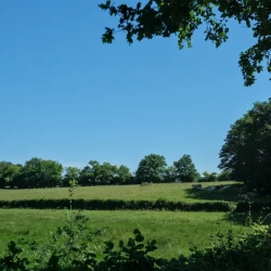 Paysage de bocage : des prés, des haies, des arbres au loin, et à droite un troupeau de vaches à l'ombre d'arbres.