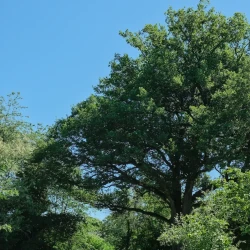 4 personnes dont 2 enfants descendent une colline avec des arbres