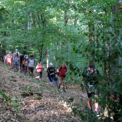 Des marcheurs sur un chemin dans les bois