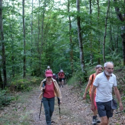 Des marcheurs sur un chemin qui monte dans la forêt