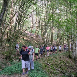 Des marcheurs en file indienne sur un chemin dans la forêt