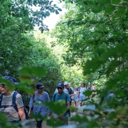 Des marcheureuses sur un chemin étroit au milieu de végétation verte et dense sous forme d'arbustes, à l'ombre.