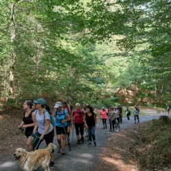 Un groupe de marcheurs sur une route au milieu des bois, on voit un chien en premier plan.